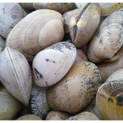 Las almejas son un auténtico manjar de Marisco de nuestros mares gallegos